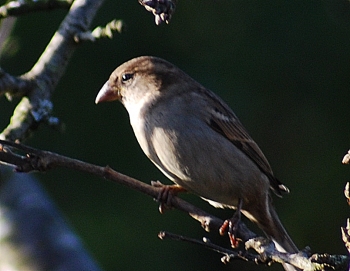 sparrow perching