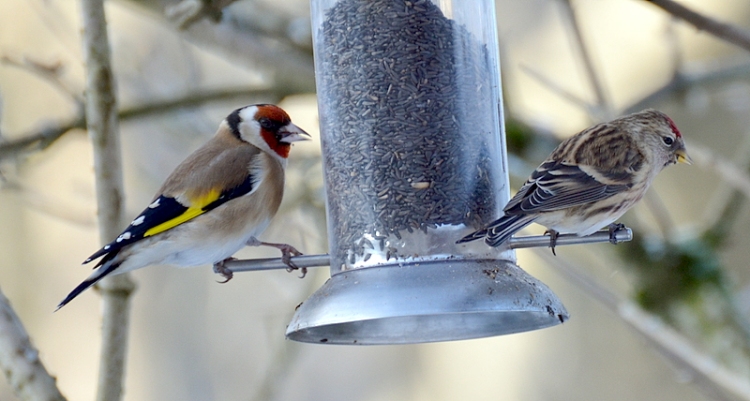 goldfinch and redpoll
