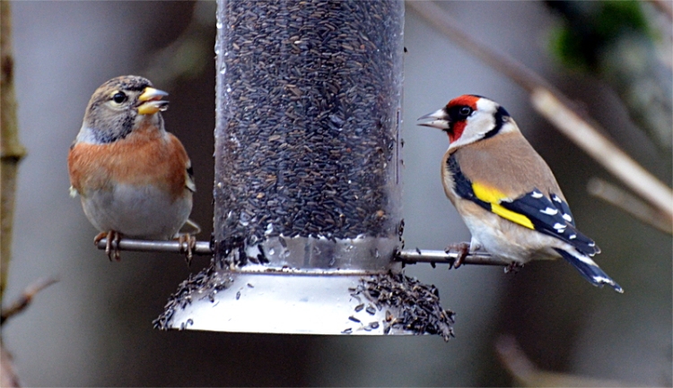 A brambling and a goldfinch