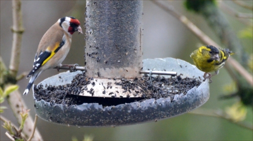  siskin and goldfinch