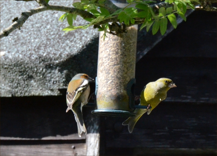 two finches