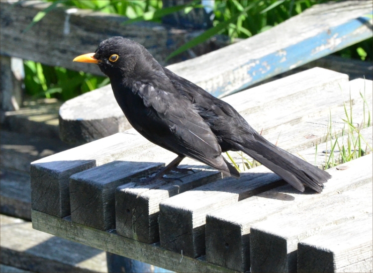  blackbird