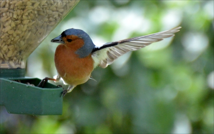 chaffinch winging it