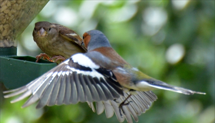  chaffinch winging it