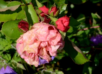 weatherbeaten rose