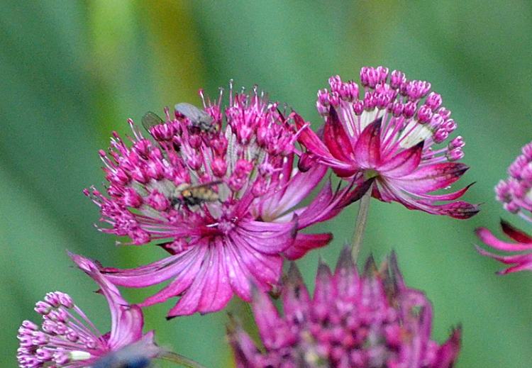 astrantia with insects