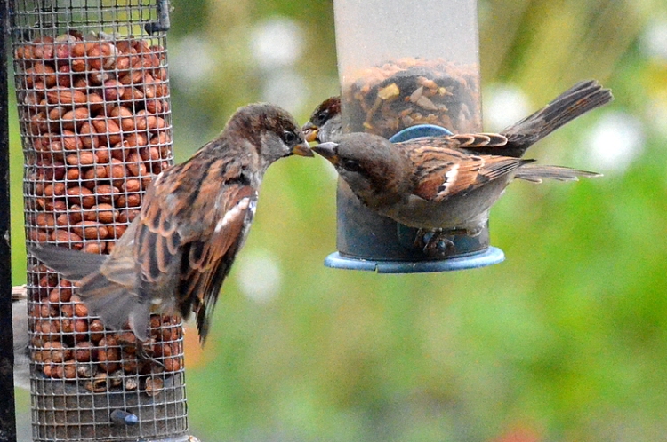 sparrow beak to beak