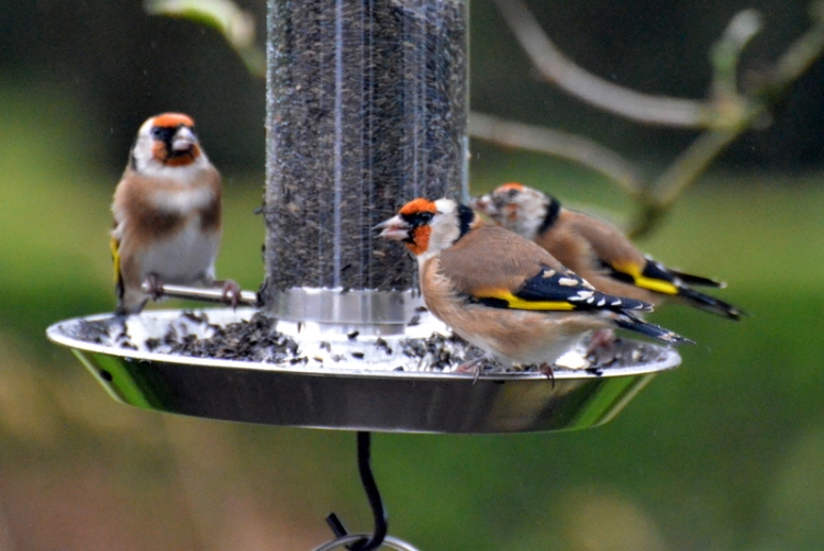return of goldfinches