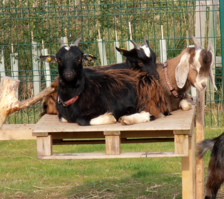 A heap of goats