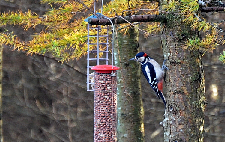 lesser spotted woodpecker 