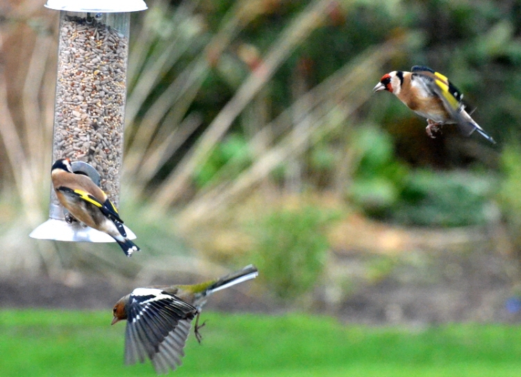 goldfinch in chaffinch out