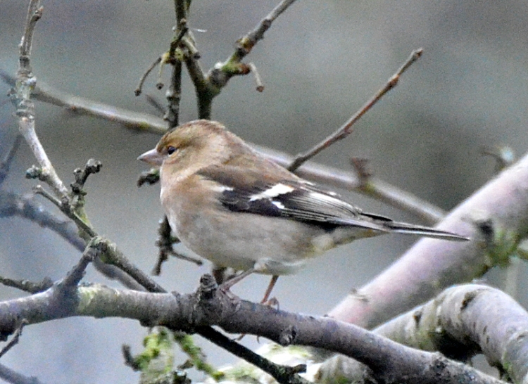 female chaffinch