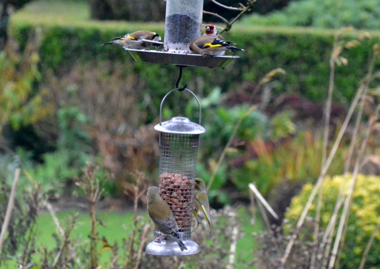 greenfinches below, goldfinches above