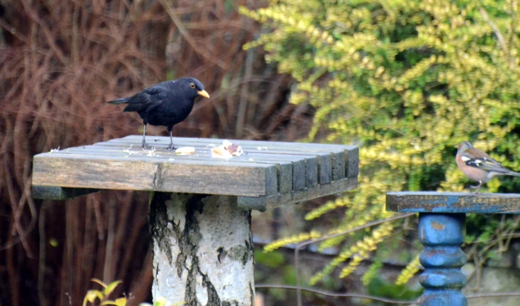 blackbird and bread