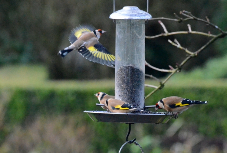Goldfinch flying away
