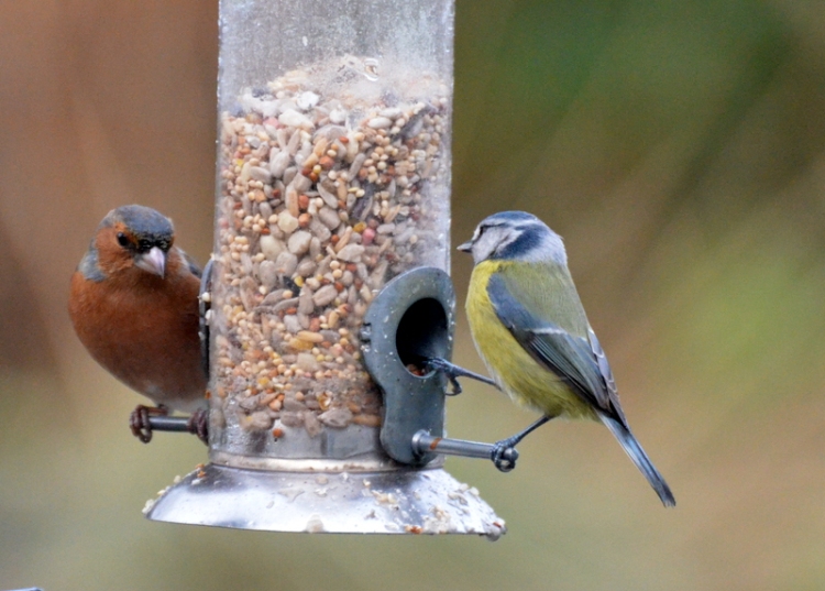 chaffinch and blue tit
