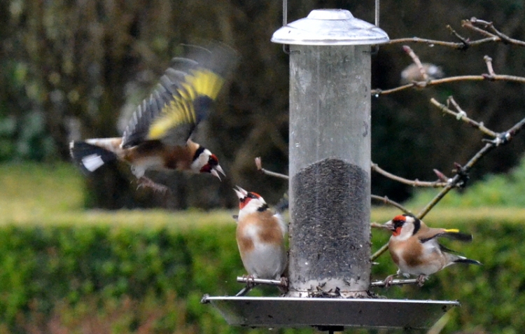 goldfinch aggression
