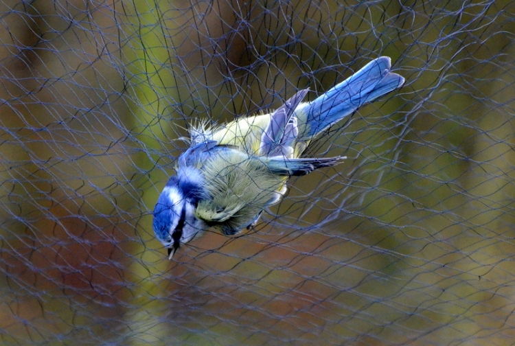 blue tit in a tangle