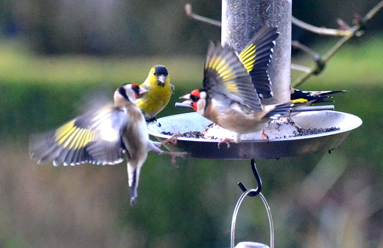 Goldfinch stand off