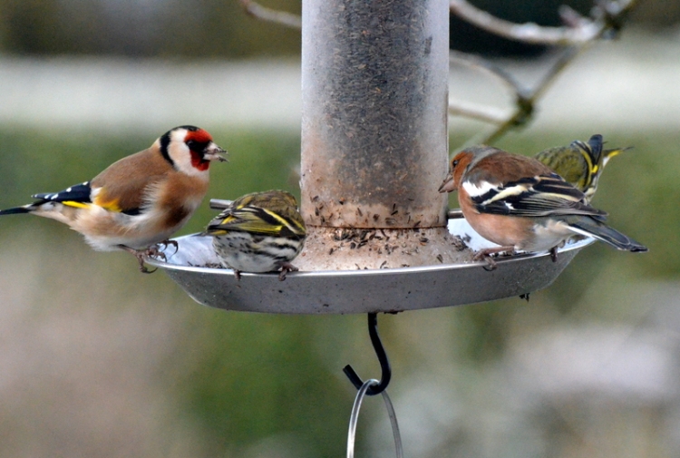 chaffinch with others