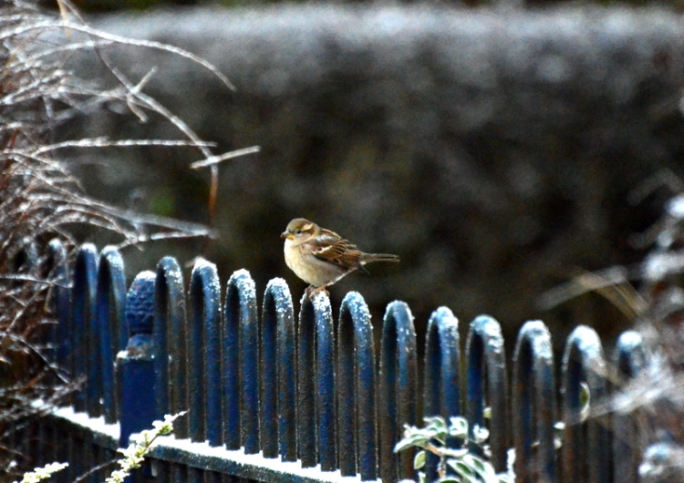 chaffinch on fence
