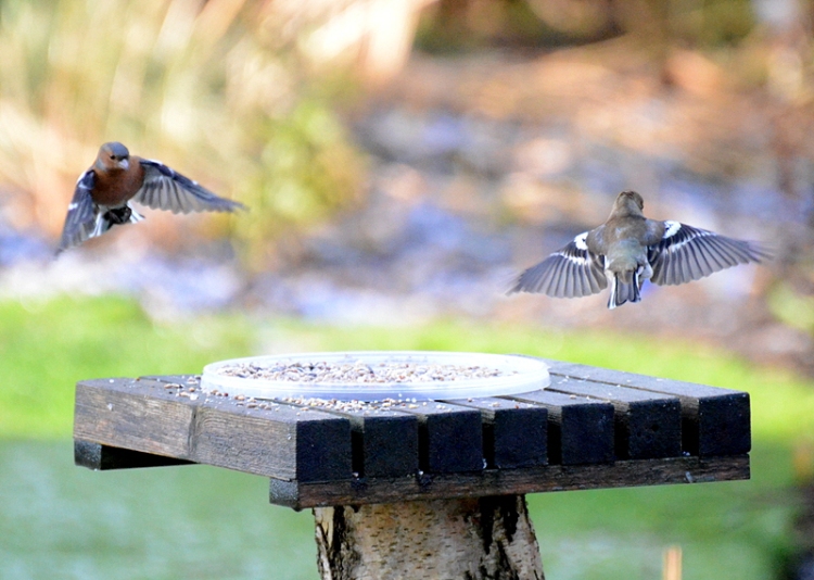 rotating chaffinches
