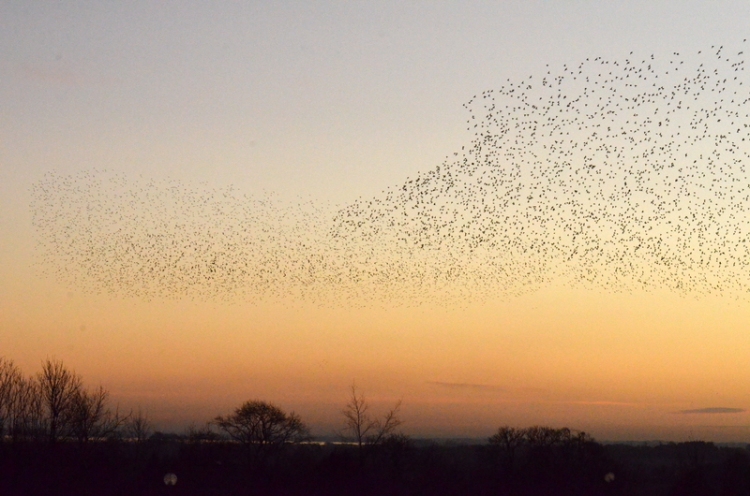 starlings gather