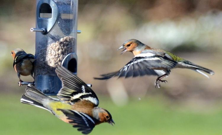 chaffinches