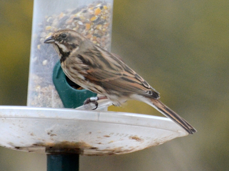 female reed bunting