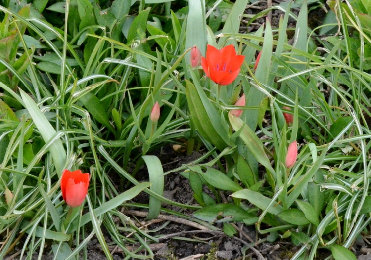 small tulips
