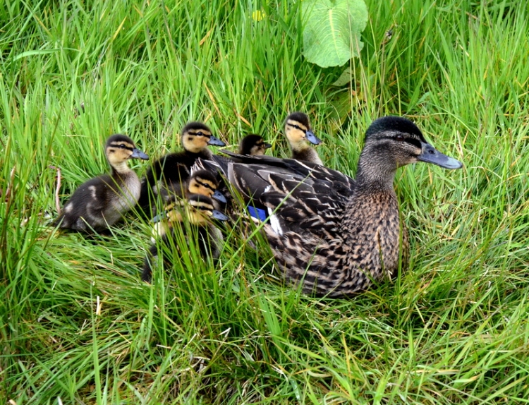 seven ducklings