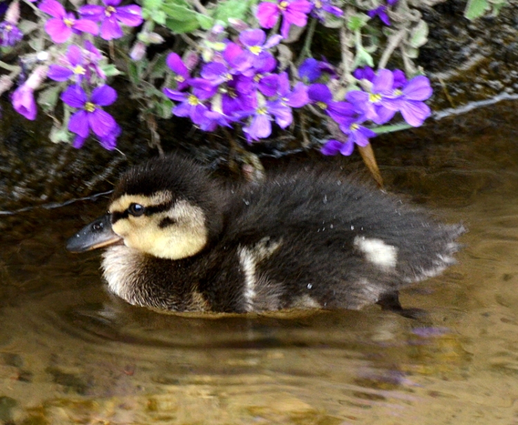 duckling with aubretia