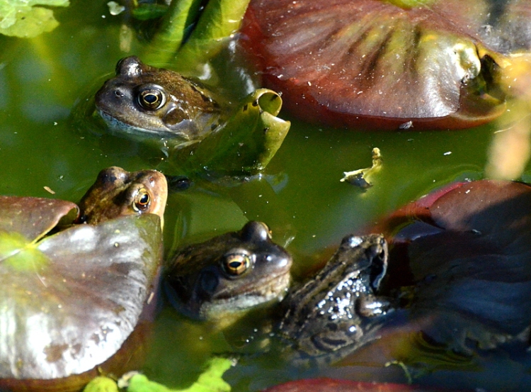 four frogs