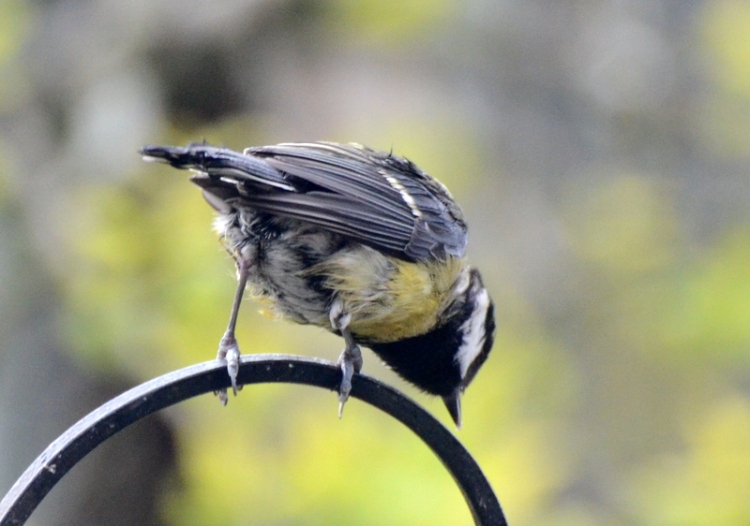 A tit turns its back on fame