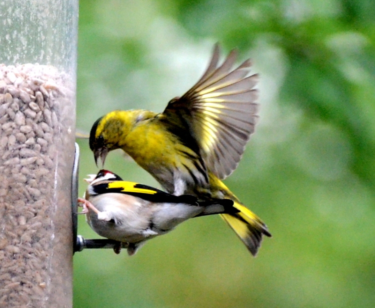 siskin and goldfinch