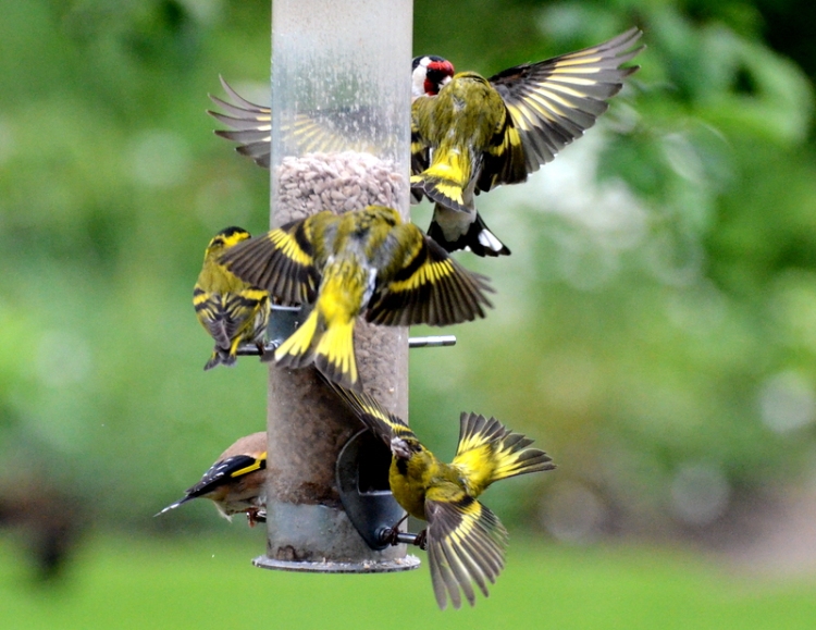 siskins and goldfinch