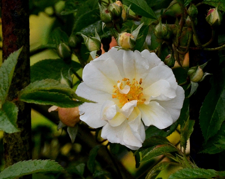 Rosa goldfinch