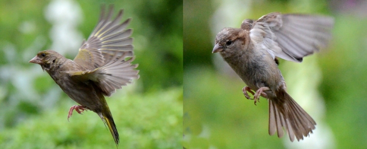goldfinch sparrow