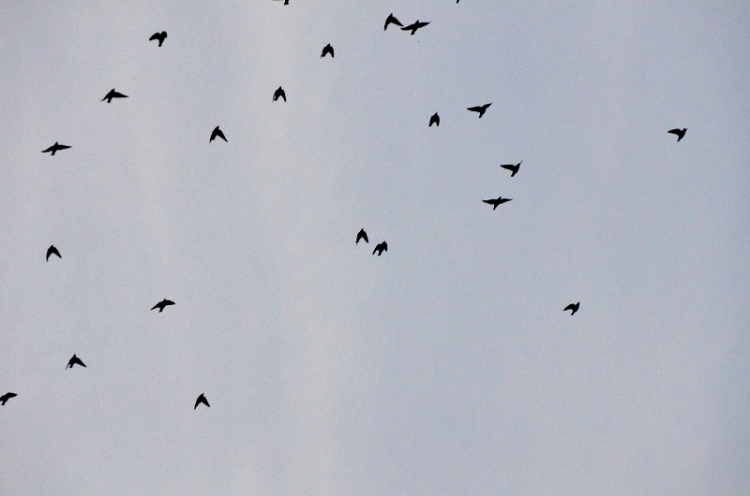 Tens of starlings
