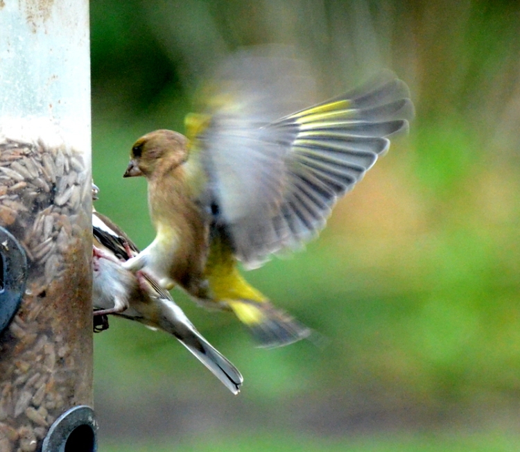 greenfinch putting boot in
