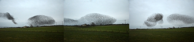 browhouses starlings