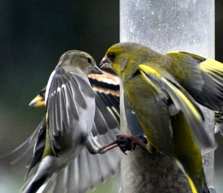 A greenfinch and chaffinch see eye to eye