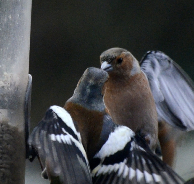 two chaffinches