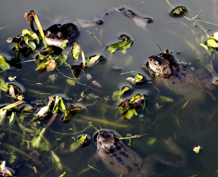 frogs in conference