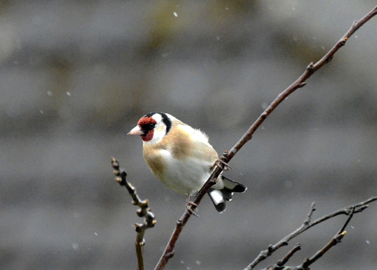 goldfinch on twig