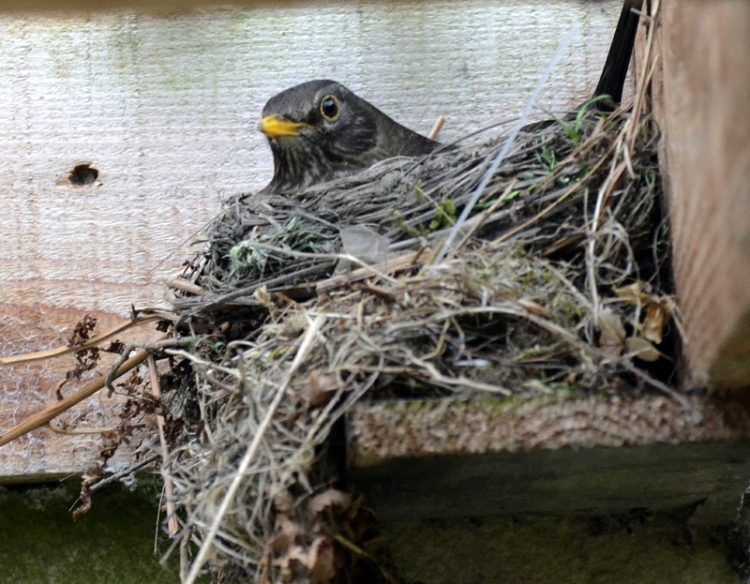 blackbird on nest