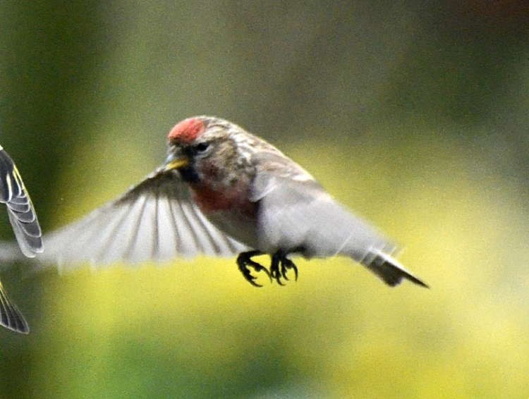 flying redpoll