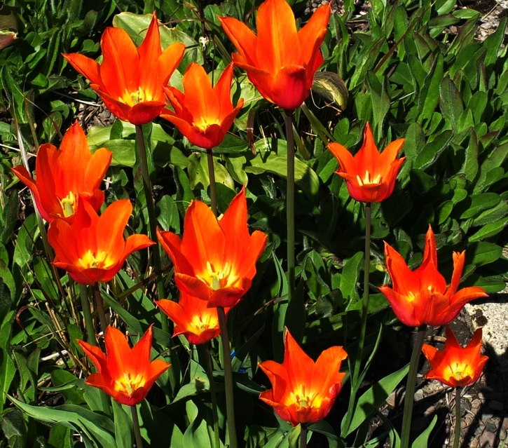 tulips seen form above