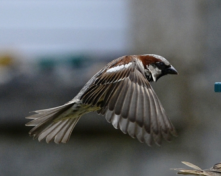 flying sparrow