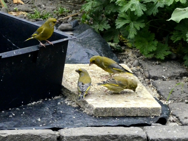greenfinch family